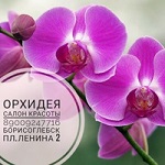 Компания "Орхидея"