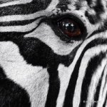 Компания "Zebra"